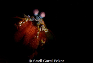 Mantis Shrimp : D 800 Nikon, 60 mm, 1/125, f/5.6, ıso 100 
 by Sevıl Gurel Peker 